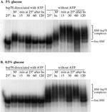 HSP70 Antibody in Gel Shift (GS)