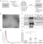 HSP70 Antibody in Western Blot (WB)