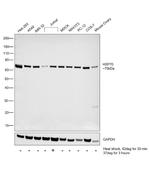 HSP70 Antibody