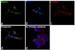 HSP70 Antibody in Immunocytochemistry (ICC/IF)