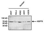 HSP70 Antibody in Western Blot (WB)