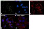 HSP70 Antibody in Immunocytochemistry (ICC/IF)