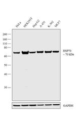 HSP70 Antibody in Western Blot (WB)