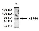 HSP70 Antibody in Immunoprecipitation (IP)