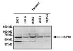 HSP70 Antibody in Western Blot (WB)