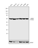 HSP60 Antibody in Western Blot (WB)