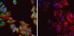 HSP60 Antibody in Immunocytochemistry (ICC/IF)