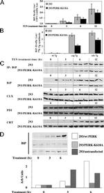 PDI Antibody in Western Blot (WB)