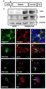 PDI Antibody in Immunohistochemistry (IHC)