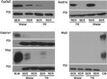 PDI Antibody in Western Blot (WB)