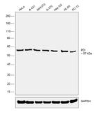 PDI Antibody in Western Blot (WB)