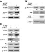 NFATC4 Antibody in Western Blot (WB)