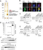 Calnexin Antibody in Western Blot (WB)