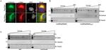 Calnexin Antibody in Western Blot, Immunocytochemistry (WB, ICC/IF)