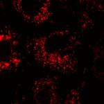 Calnexin Antibody in Immunocytochemistry (ICC/IF)