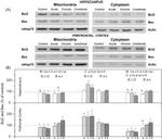 mtHSP70 Antibody in Western Blot (WB)