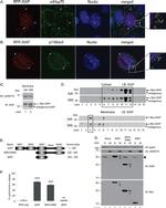 mtHSP70 Antibody in Western Blot, Immunocytochemistry (WB, ICC/IF)