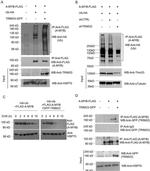 mtHSP70 Antibody in Western Blot (WB)