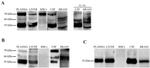 Acetylcholinesterase Antibody in Western Blot (WB)