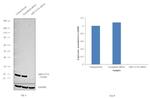 ARF1/ARF3/ARF5/ARF6 Antibody in Western Blot (WB)