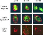 alpha Adaptin Antibody in Immunocytochemistry (ICC/IF)