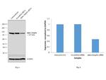 alpha Adaptin Antibody in Western Blot (WB)