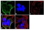 alpha Adaptin Antibody in Immunocytochemistry (ICC/IF)