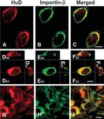 Importin beta-1 Antibody in Immunocytochemistry (ICC/IF)