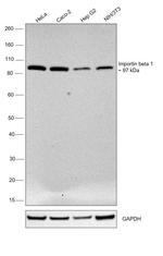 Importin beta-1 Antibody in Western Blot (WB)