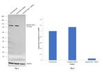 Importin beta-1 Antibody in Western Blot (WB)