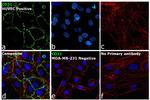 CD31 Antibody