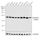 Fibrillarin Antibody in Western Blot (WB)