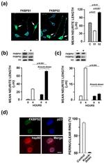 FKBP5 Antibody in Western Blot (WB)