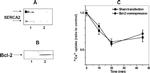 SERCA2 ATPase Antibody in Western Blot (WB)