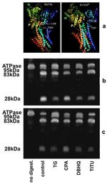 SERCA1 ATPase Antibody in Western Blot (WB)