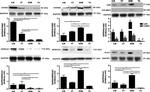 Calmodulin Antibody in Western Blot (WB)