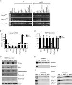 SERCA1 ATPase Antibody in Western Blot (WB)