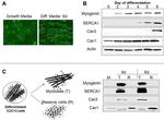 SERCA1 ATPase Antibody in Western Blot (WB)