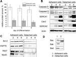 SERCA1 ATPase Antibody in Western Blot (WB)