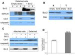 SERCA1 ATPase Antibody in Western Blot (WB)