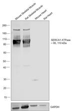 SERCA1 ATPase Antibody