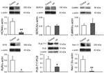 Phospholamban Antibody in Western Blot (WB)