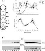 SERCA2 ATPase Antibody in Western Blot (WB)