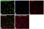 SERCA2 ATPase Antibody in Immunocytochemistry (ICC/IF)