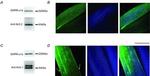 CaV1.1 Antibody in Western Blot (WB)