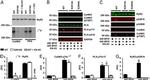 Phospholamban Antibody in Western Blot (WB)