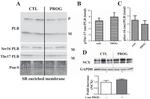 Sodium/Calcium Exchanger Antibody in Western Blot (WB)