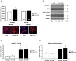 Phospholamban Antibody in Western Blot (WB)