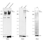 RyR1 Antibody in Western Blot (WB)