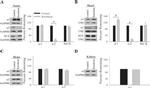 Sodium/Calcium Exchanger Antibody in Western Blot (WB)